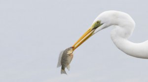 Great Egret with Lunch