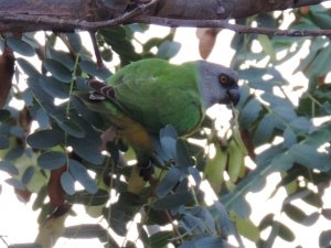 Senegal Parrot