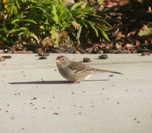 Immature White-Crowned Sparrow