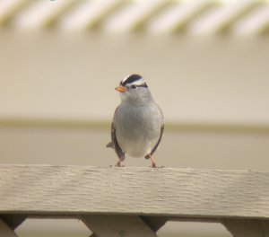 White-Crowned Sparrow