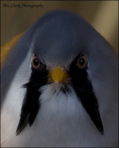 Bearded Tit