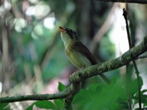 Russet-winged Spadebill