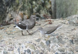 Turnstone and spotted piper