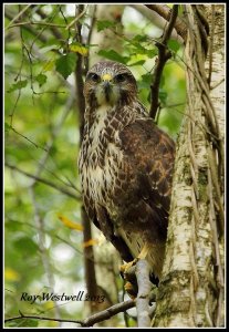 buzzard