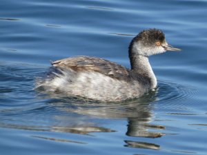 Eared Grebe