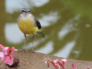 Canarian Grey Wagtail