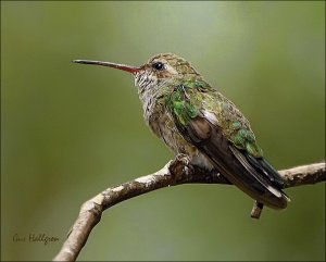 Broad-billed Hummingbird (F)