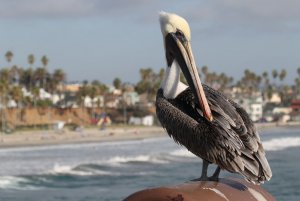 Brown Pelican