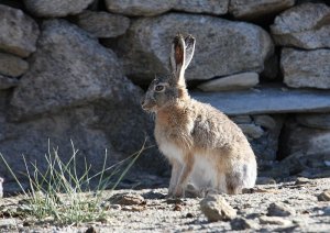 Woolly Hare (Lepus oiostolus)