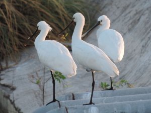 Spoonbills