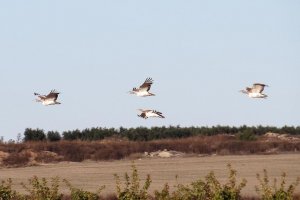 Great Bustard, Otis tarda, Avutarda Comn