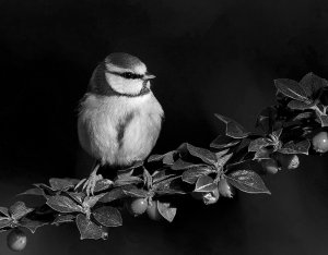 Blue Tit