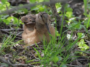 American Woodcock