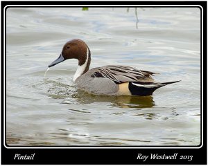 male pintail