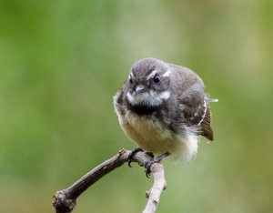 A Grey Fantail that obliged.