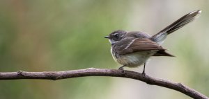 Grey fantail#2