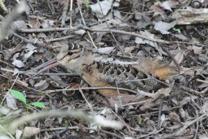 American Woodcock