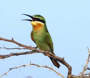 Blue-tailed Bee-eater, Immature