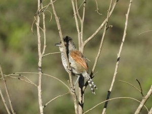 Rufous-winged Antshrike