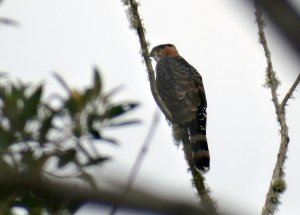 Gray-bellied Hawk (immature)