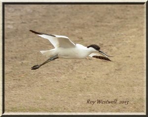 Avocet