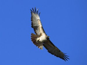 Red-tailed Hawk