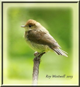 juvinile,blackcap, female.