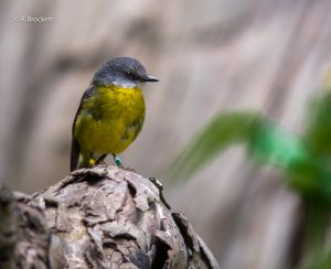 Eastern Robin