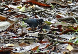 Blackish-blue Seedeater