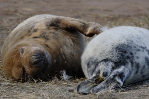 Seals