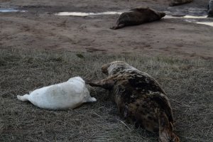 grey seal