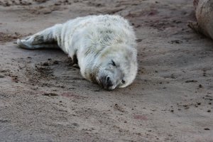 grey seal again