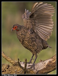 Swainson's Spurfowl - Pternistis swainsonii