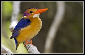 African Pygmy Kingfisher, Ispidina picta