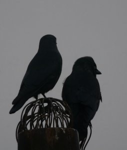 Two Jackdaws in silhouet
