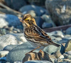 Savannah Sparrow