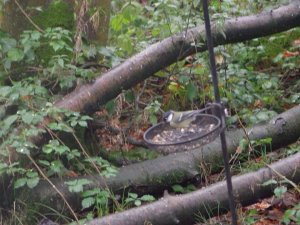 Great Tit Feeding On Feeder