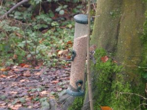 Goldfinch & Chaffinch On Feeder