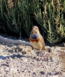 Bluethroat