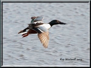 shoveler