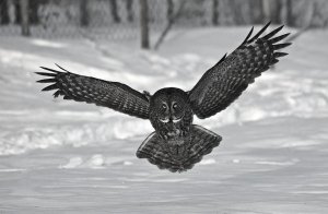 Great Gray Owl