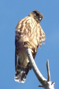 Sharp-Shinned Hawk