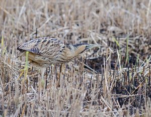 Bittern