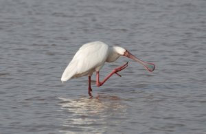 ...and that's why I am called  Spoonbill