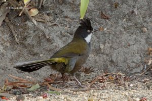 Eastern whip bird