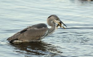 Grey Heron Feeding