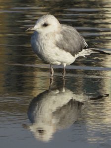 Mew Gull