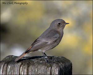 Black Redstart