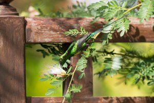 Beautiful Sunbird