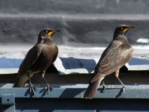 Pied Starlings